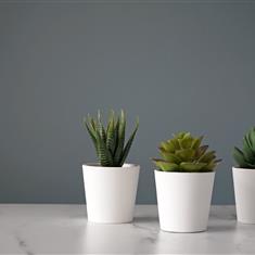 Trio of Succulents 