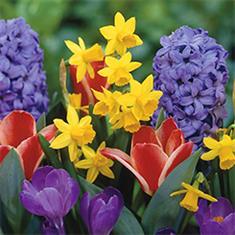 Florist Choice Spring Bouquet 