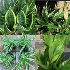 Florist Choice House Plant (No Pot)