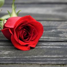 Single Rose WIth Chocolates 