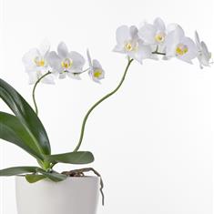 Florist Choice Orchid Plant 