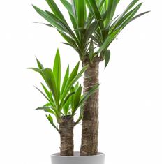 Yucca House Plant 