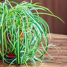 Spider Plant 
