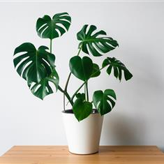 Monstera House Plant 