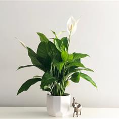 Peace Lily House Plant 