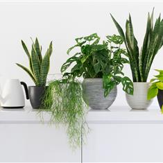 Florist Choice House Plant (Pot Included)